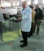 Champion Turkey being inspected by Chris Parker, owned by Graham Hicks, photo courtesy Lavinia Tester